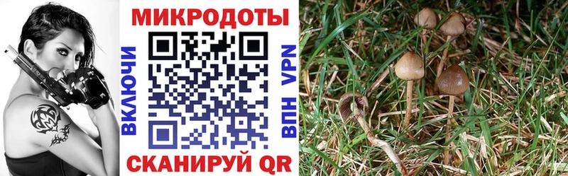 цена наркотик  Сланцы  Псилоцибиновые грибы Magic Shrooms 